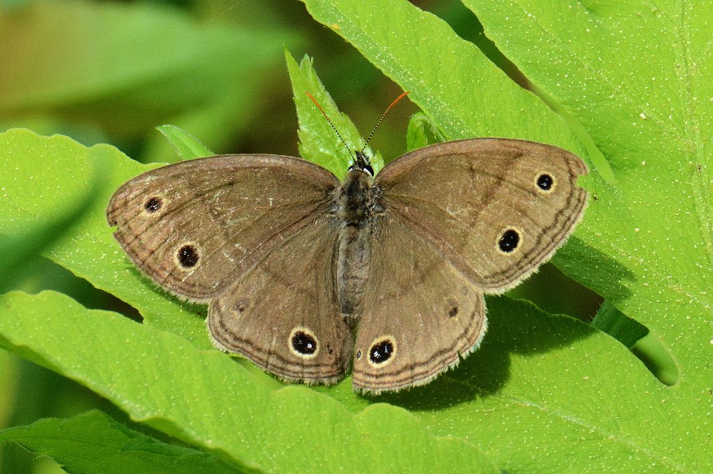 106 2013-06062496 Pierpont Meadow, MA.JPG - Little Wood Satyr (Megisto cymela). Pierpont Meadow Wildlife Sanctuary, MA, 6-6-2013